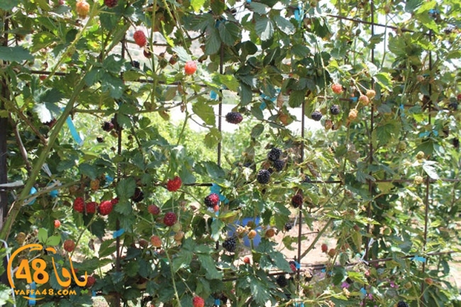 re7la a7ban (52).JPG